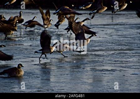 Oche del Canada svernamento a Lindsey City Park, Canyon, Texas Foto Stock