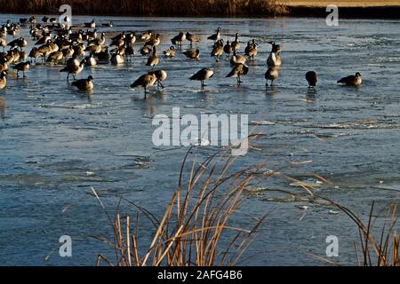 Oche del Canada svernamento a Lindsey City Park, Canyon, Texas Foto Stock