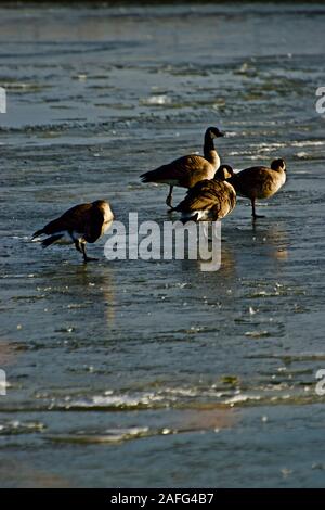 Oche del Canada svernamento a Lindsey City Park, Canyon, Texas Foto Stock