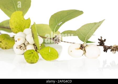 Sacco di bianco intero snowberry isolati su sfondo bianco Foto Stock