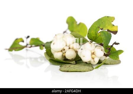 Sacco di bianco intero snowberry isolati su sfondo bianco Foto Stock