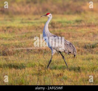 La gru sandhill passeggiate attraverso il prato, Galveston, Texas, Stati Uniti d'America Foto Stock