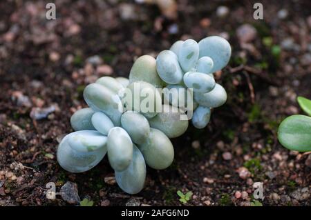 Verde Sedum succulente piante Casa disposizione sul terreno. Foto Stock