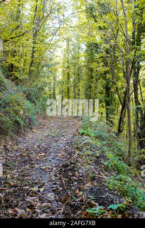 Verde paesaggio rurale foresta con un sentiero fangoso tra giallo lasciato gli alberi su un autunno paesaggio forestale Foto Stock