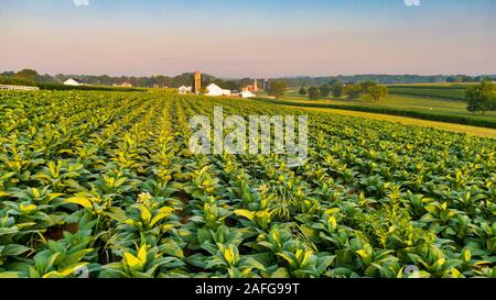 La piantagione di tabacco in America, filari di piante, colture in fase di crescita per l'industria delle sigarette, campo coltivato nel paesaggio rurale Foto Stock