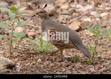 Una femmina di Gambel quaglia (Callipepla gambelii) foraggi sul terreno in Phoenix Desert Botanical Garden, Phoenix, Arizona. Foto Stock