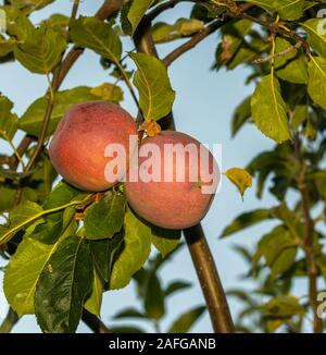 Fresche mele rosse. Il raccolto di mele. Apple sul ramo di albero Foto Stock