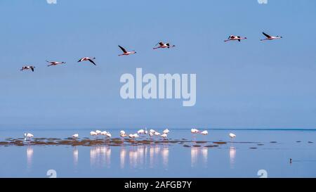 Un gregge di fenicotteri rosa nel loro habitat naturale sulla costa atlantica in Namibia. Foto Stock