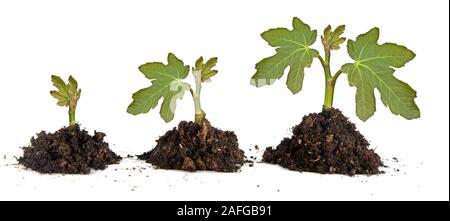 Alberelli su sfondo bianco Foto Stock