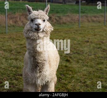 Alpaca in autunno su una fattoria degli alpaca Foto Stock