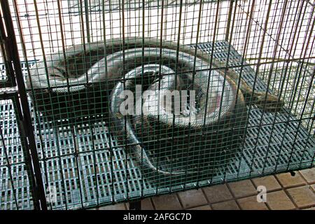 Il pitone reticolato (Malayopython reticulatus) è una specie di serpente nella famiglia Pythonidae originario del Sud e del sud-est asiatico. Foto Stock