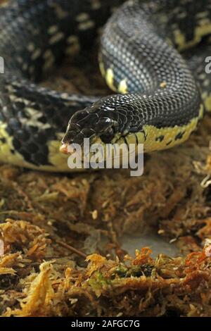 Xenopeltis unicolor è un non-infame sunbeam snake delle specie che si trovano nel sud-est asiatico. Questa è una primitiva snake è iridato. Foto Stock