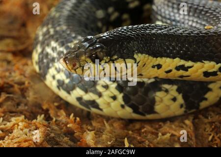 Xenopeltis unicolor è un non-infame sunbeam snake delle specie che si trovano nel sud-est asiatico. Questa è una primitiva snake è iridato. Foto Stock