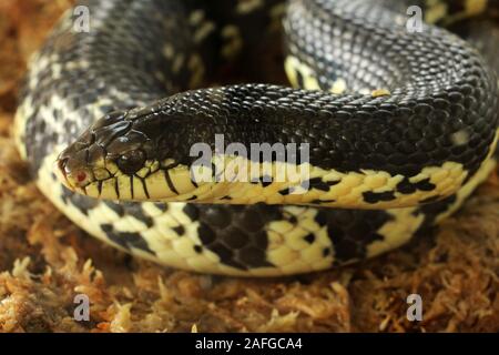 Xenopeltis unicolor è un non-infame sunbeam snake delle specie che si trovano nel sud-est asiatico. Questa è una primitiva snake è iridato. Foto Stock