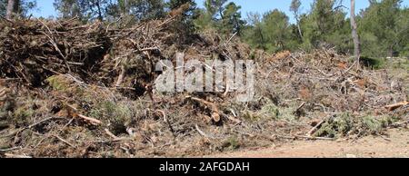 Pulizia dopo una tempesta in una foresta di pini Foto Stock