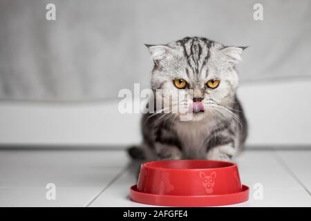 Scottish Fold gatto a mangiare cibo nella vaschetta per alimenti rosso. Gatto a mangiare cibo. Scottish Fold cat e il vassoio rosso. Foto Stock