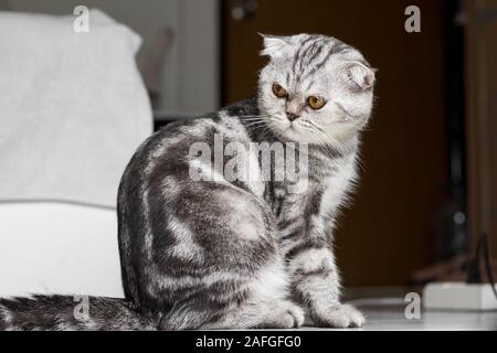 Scottish Fold gatto seduto sul pavimento stanno fissando in camera. I gatti stanno fissando. Gatto grigio con bei modelli. Foto Stock