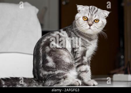 Scottish Fold gatto seduto sul pavimento stanno fissando in camera. I gatti stanno fissando. Gatto grigio con bei modelli. Foto Stock