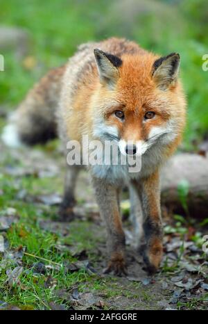 Il 15 dicembre 2019, Brandeburgo, Francoforte (Oder): un rosso volpe (Vulpes vulpes), o fox per breve, in un contenitore nel Rosengarten parco giochi. Foto: Patrick Pleul/dpa-Zentralbild/ZB Foto Stock