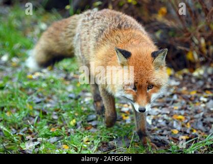 Il 15 dicembre 2019, Brandeburgo, Francoforte (Oder): un rosso volpe (Vulpes vulpes), o fox per breve, in un contenitore nel Rosengarten parco giochi. Foto: Patrick Pleul/dpa-Zentralbild/ZB Foto Stock