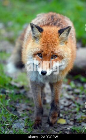 Il 15 dicembre 2019, Brandeburgo, Francoforte (Oder): un rosso volpe (Vulpes vulpes), o fox per breve, in un contenitore nel Rosengarten parco giochi. Foto: Patrick Pleul/dpa-Zentralbild/ZB Foto Stock