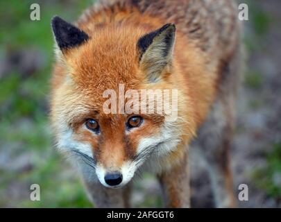 Il 15 dicembre 2019, Brandeburgo, Francoforte (Oder): un rosso volpe (Vulpes vulpes), o fox per breve, in un contenitore nel Rosengarten parco giochi. Foto: Patrick Pleul/dpa-Zentralbild/ZB Foto Stock