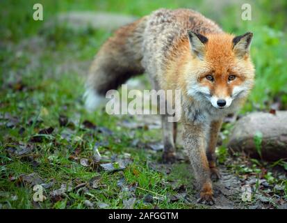 Il 15 dicembre 2019, Brandeburgo, Francoforte (Oder): un rosso volpe (Vulpes vulpes), o fox per breve, in un contenitore nel Rosengarten parco giochi. Foto: Patrick Pleul/dpa-Zentralbild/ZB Foto Stock