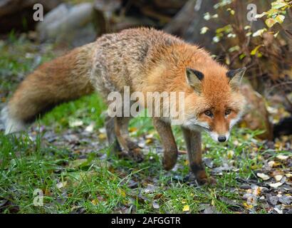 Il 15 dicembre 2019, Brandeburgo, Francoforte (Oder): un rosso volpe (Vulpes vulpes), o fox per breve, in un contenitore nel Rosengarten parco giochi. Foto: Patrick Pleul/dpa-Zentralbild/ZB Foto Stock