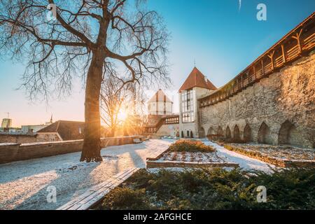 Tallinn, Estonia. Ex carcere Neitsitorn Torre nella vecchia di Tallinn. Torre medievale a Alba invernale nella mattina di sole. Sole che splende attraverso boschi filiali Foto Stock