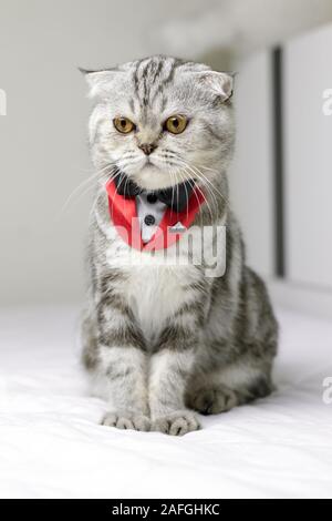 Scottish Fold cat indossando un rosso tuxedo seduta sul letto bianco. Gatto che indossa un abito bianco. Gatto grigio sullo sfondo bianco. Foto Stock