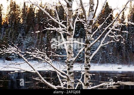 Due betulle in primo piano con un fiume ghiacciato e la foresta in background Foto Stock