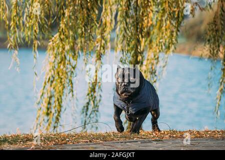 Active Black Cane Corso cane che corre vicino al lago. Cane indossa in vestiti caldi. Grande cane razze. Foto Stock