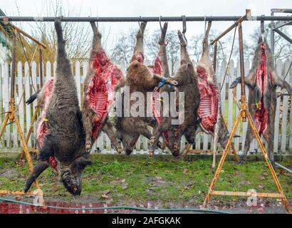 Sieversdorf, Germania. Xiv Dic, 2019. Cinghiali e caprioli (secondo da destra), che sono stati oggetto di atti di caccia prima, appendere su una impalcatura. Il rischio di un ASP-infettati cinghiale in Germania e il Land di Brandeburgo è attualmente molto alta. In materia di lotta contro la diffusione della peste suina africana (ASP), Polonia vuole permettere il suo esercito e polizia a sparare giù il cinghiale. Credito: Patrick Pleul/dpa-Zentralbild/ZB/dpa/Alamy Live News Foto Stock