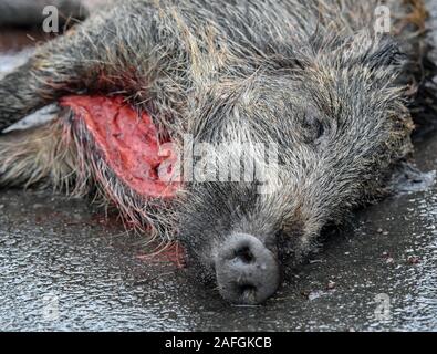 Sieversdorf, Germania. Xiv Dic, 2019. Un cinghiale che è stato girato durante una battuta di caccia giace su un marciapiede. Il rischio di un ASP-infettati cinghiale in Germania e il Land di Brandeburgo è attualmente molto alta. In materia di lotta contro la diffusione della peste suina africana (ASP), Polonia vuole permettere il suo esercito e polizia a sparare giù il cinghiale. Credito: Patrick Pleul/dpa-Zentralbild/ZB/dpa/Alamy Live News Foto Stock