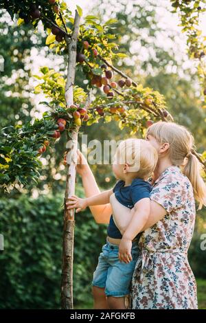 Giovane donna madre abbraccia il suo bambino figlio e mostrandogli Melo nel giardino soleggiato. Dehor Estivo ritratto. Foto Stock