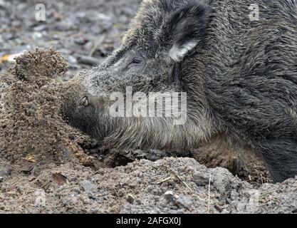 Il 15 dicembre 2019, Brandeburgo, Francoforte (Oder): il cinghiale (Sus scrofa) scava nel suolo della foresta nel suo contenitore nel Rosengarten parco giochi. Foto: Patrick Pleul/dpa-Zentralbild/ZB Foto Stock