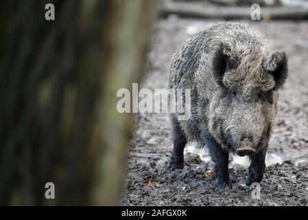 Il 15 dicembre 2019, Brandeburgo, Francoforte (Oder): il cinghiale (Sus scrofa) sorge nel suo contenitore nel Rosengarten parco giochi. Foto: Patrick Pleul/dpa-Zentralbild/ZB Foto Stock