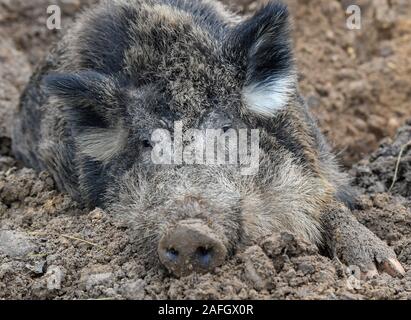 Il 15 dicembre 2019, Brandeburgo, Francoforte (Oder): il cinghiale (Sus scrofa) giace sul suolo della foresta nel suo contenitore nel Rosengarten parco giochi. Foto: Patrick Pleul/dpa-Zentralbild/ZB Foto Stock