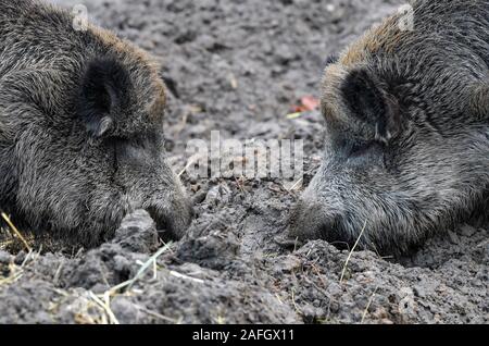 Il 15 dicembre 2019, Brandeburgo, Francoforte (Oder): due il cinghiale (Sus scrofa) scavare nel suolo della foresta nel loro recinto nel Rosengarten parco giochi. Foto: Patrick Pleul/dpa-Zentralbild/ZB Foto Stock