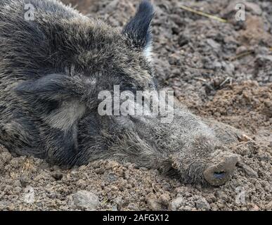 Il 15 dicembre 2019, Brandeburgo, Francoforte (Oder): il cinghiale (Sus scrofa) giace sul suolo della foresta nel suo contenitore nel Rosengarten parco giochi. Foto: Patrick Pleul/dpa-Zentralbild/ZB Foto Stock