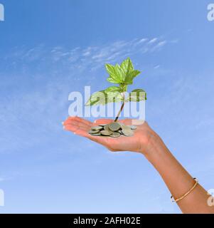 Palm con un albero growng dalla pila di monete Foto Stock