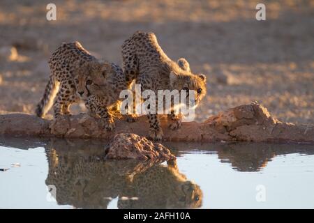 Belle ghepardi bere acqua da un piccolo stagno con loro riflessione in acqua Foto Stock