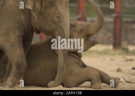 Elefanti coperti di fango che giocano felicemente nella giungla Foto Stock