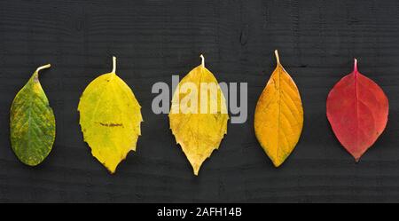 Colori d'Autunno foglie scure sullo sfondo di legno Foto Stock