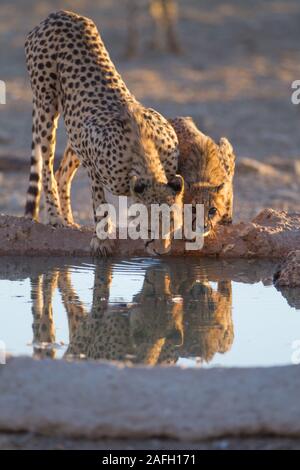 Getto verticale di acqua potabile da un piccolo stagno Foto Stock