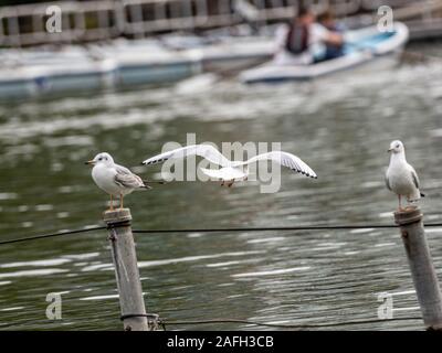 Splendido scenario di tre graziosi gabbiani di aringhe bianche europee il centro del lago Foto Stock