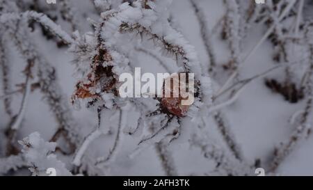 Fuoco selettivo delle bacche di rosa-anca ricoperte di neve mentre si cresce sul cespuglio Foto Stock