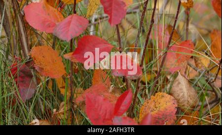 Fuoco selettivo delle foglie rosse di autunno che crescono sul rami tra l'erba verde Foto Stock
