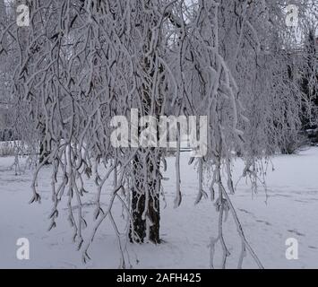 Rami degli alberi nel parco coperto da un spesso strato di neve in inverno Foto Stock