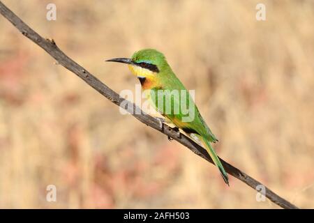 Apetta eater seduta appollaiato su un ramo Chobe National Park Botswana Africa Foto Stock